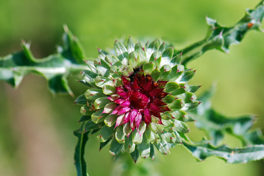 Carduus nutans / Cardo rosso